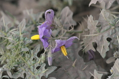 Solanum virginianum